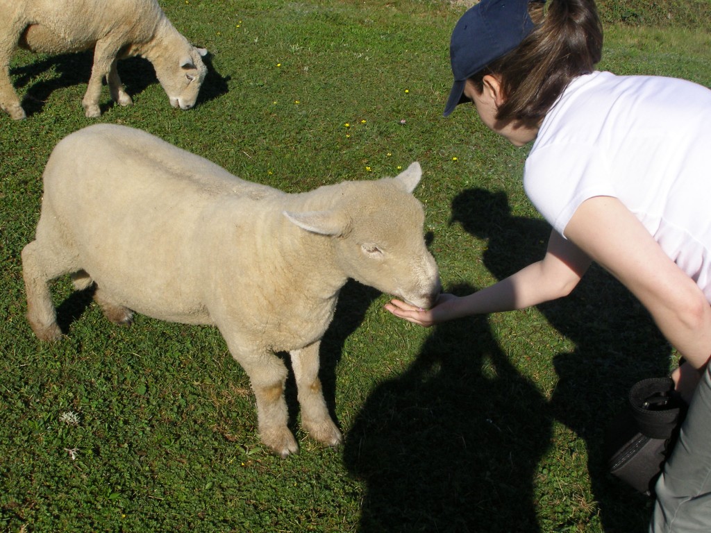 Sheep from High Knoll Farm