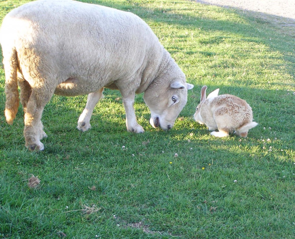 Sheep meets a rabit at High Knoll Farm