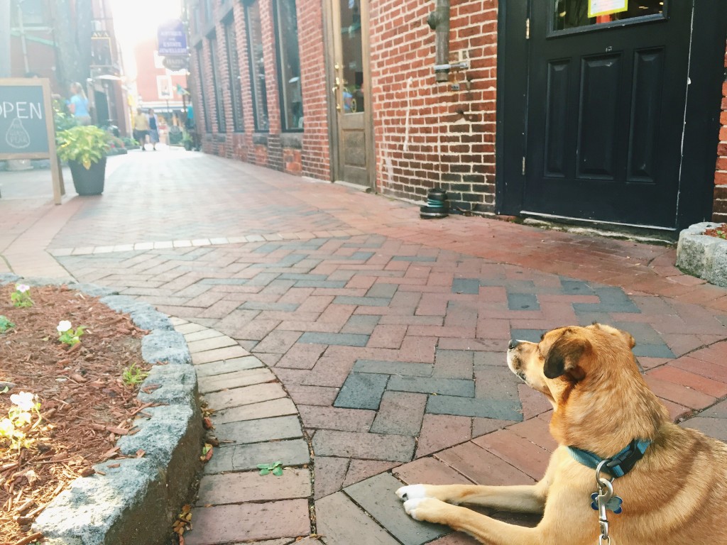 Portsmouth New Hampshire Dog Friendly