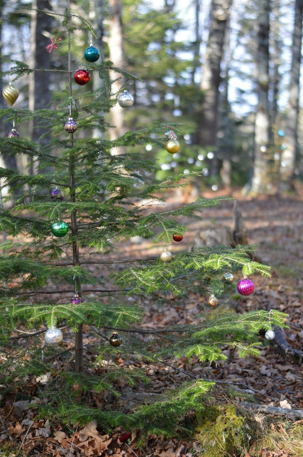 Le Peitit Bois Christmas Display