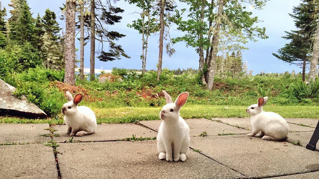 Bunnies White Point Beach Resort