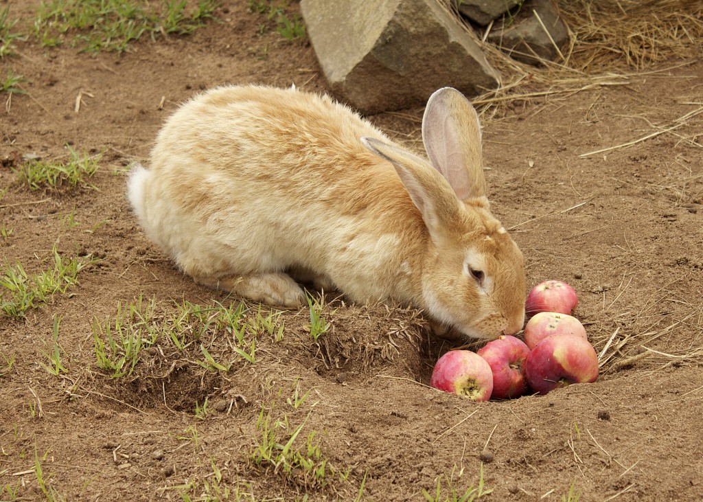 Giant Flemmish Rabbit Oaklawn Farm Zoo Nova Scotia