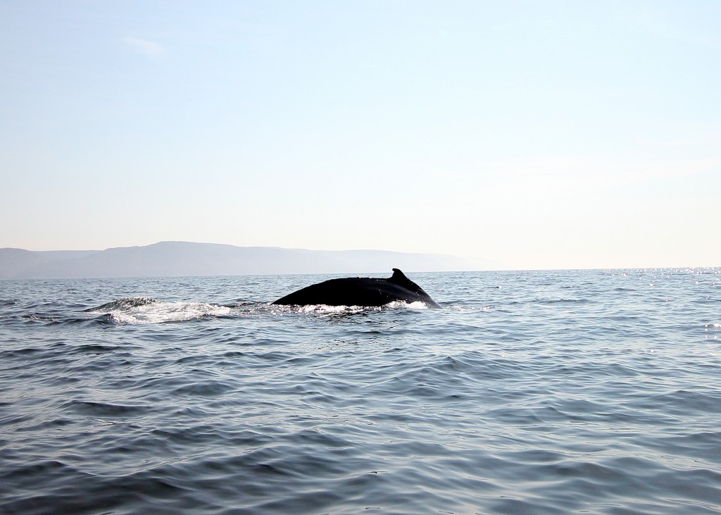 Whale Sighting Cape Breton Adventure Tours