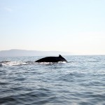 Whale Sighting Cape Breton Adventure Tours