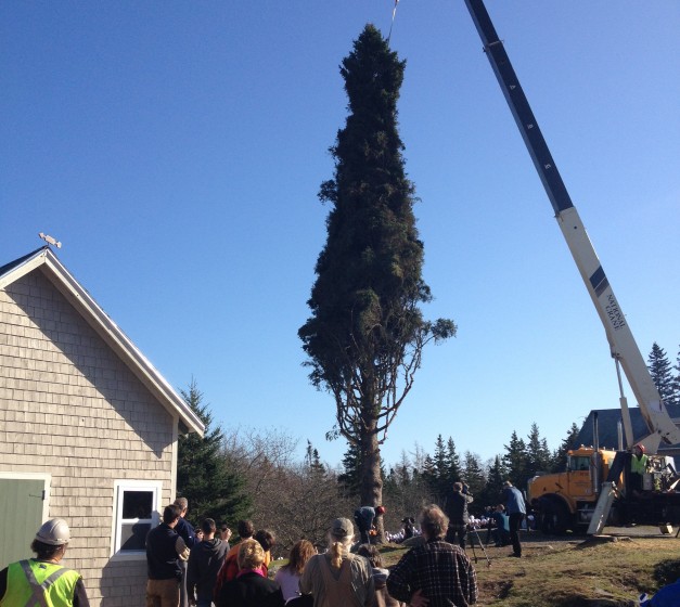 Tree for Boston Halifax Explosion Christmas Gift
