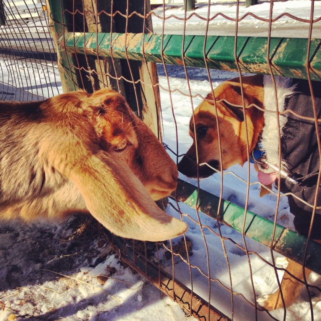 Cute Animals Goat vs Dog