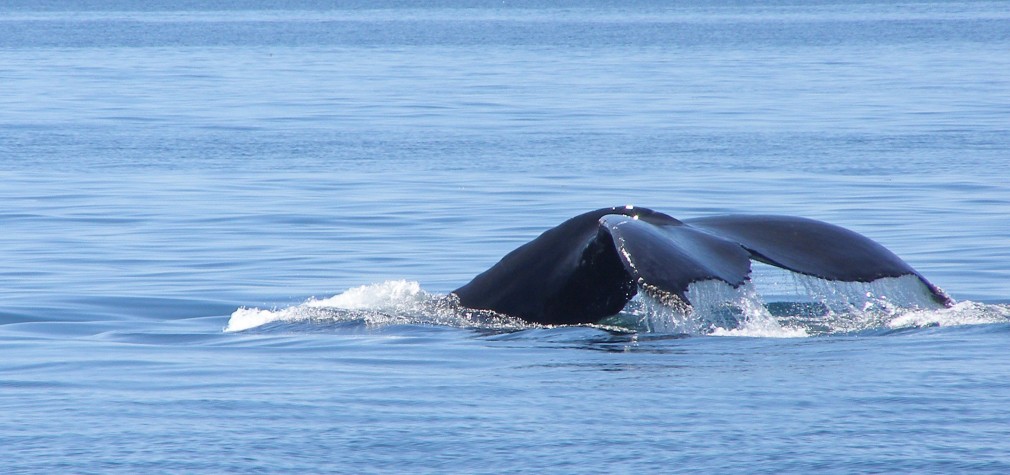 Brier Island Whale Watching