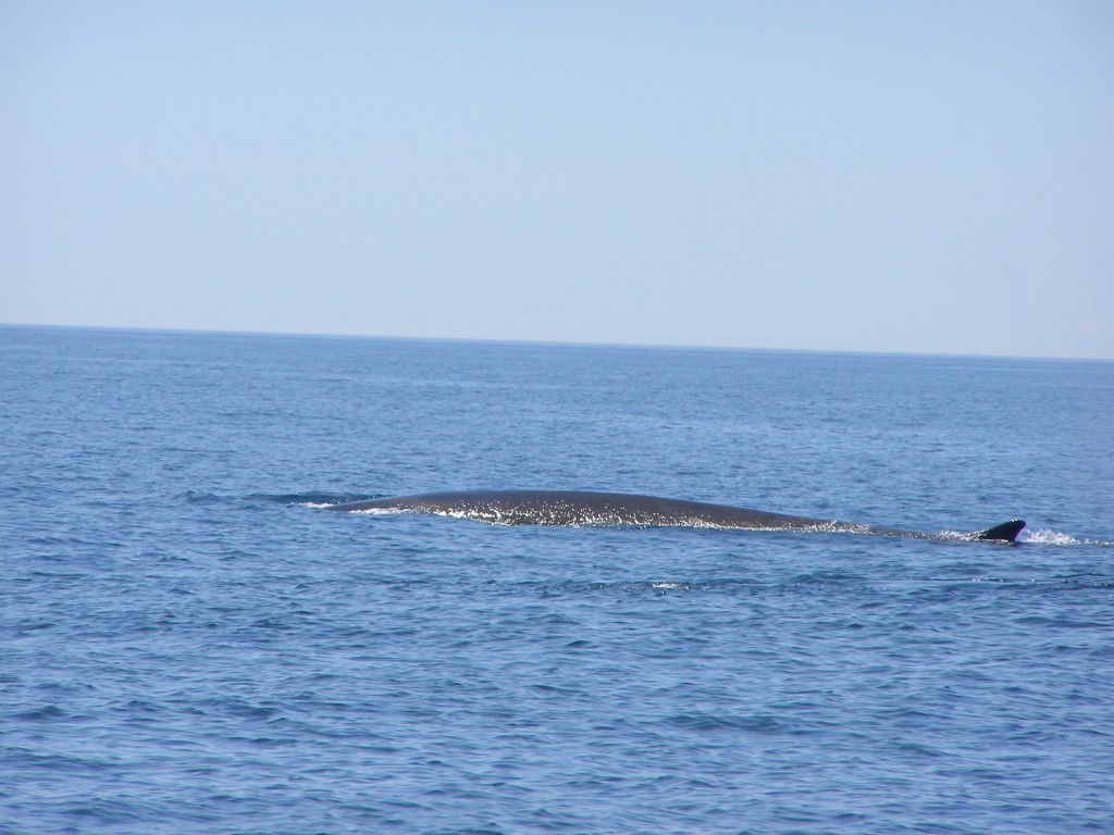 Upclose with a 25 foot mink whale