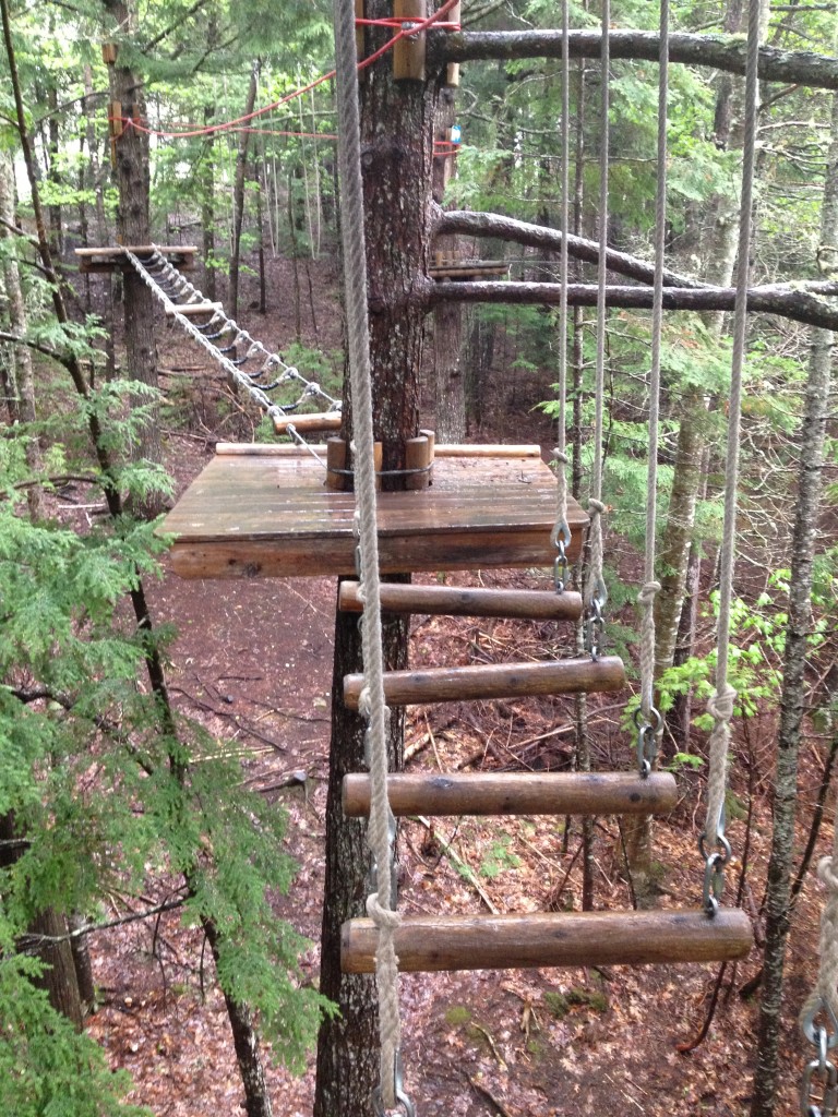 Image from Course 1 at TreeGo Fredericton