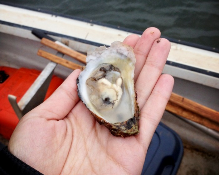 Go out on an oyster boat in Nova Scotia