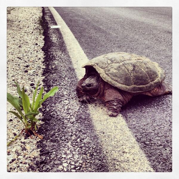 A turtle crosses the road in Liverpool, Nova Scotia