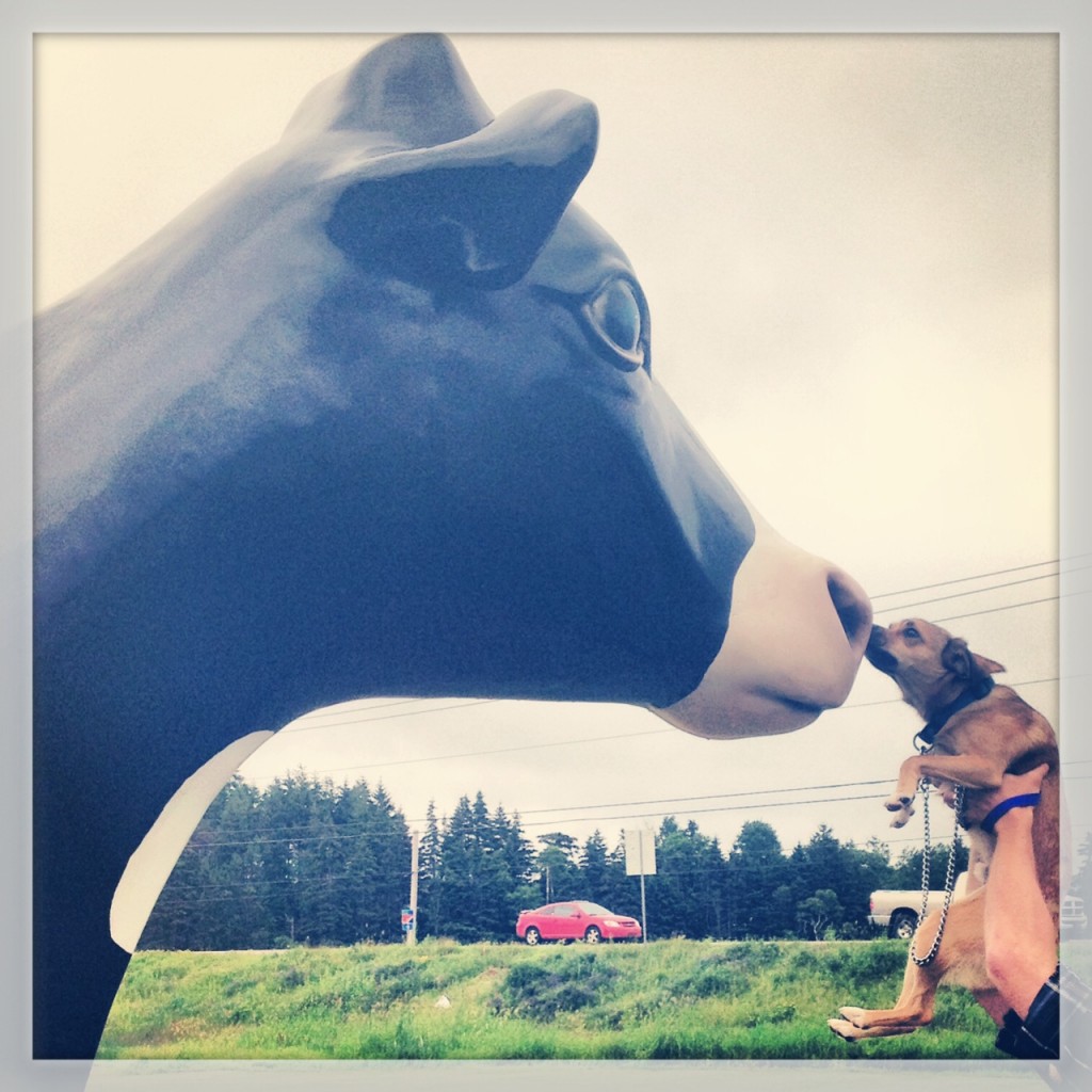 Stare Down - Cows Ice Cream vs Charlie the Dog