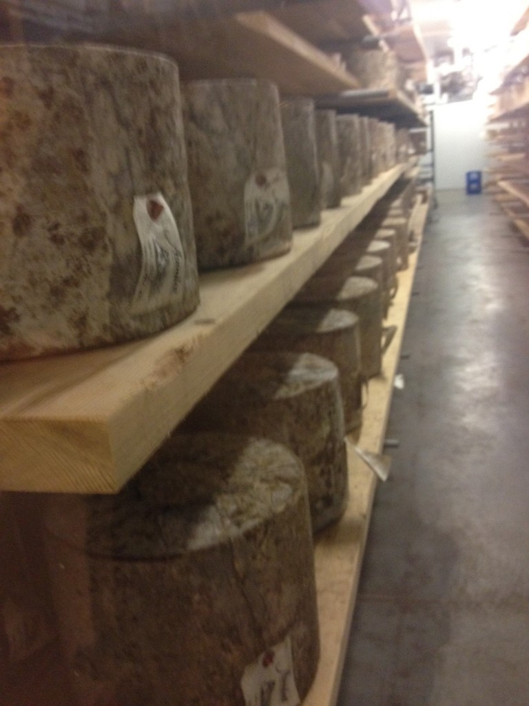 Rows of aging cheddar at Cows Ice Cream