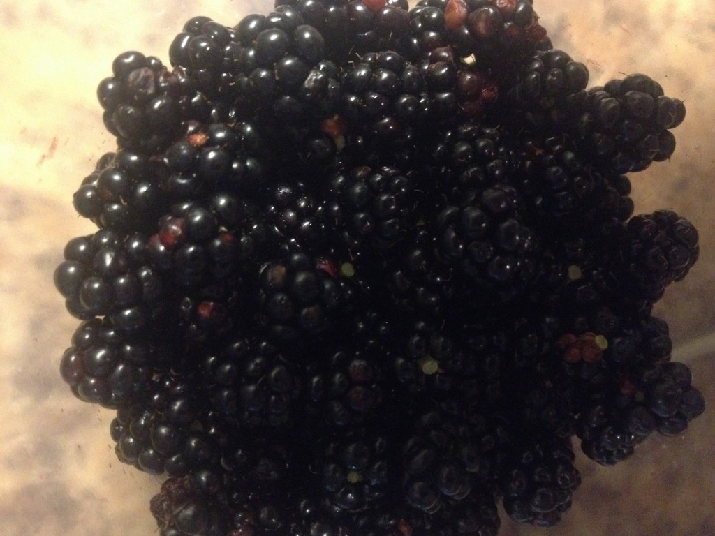 Foraging for Blackberries Halifax